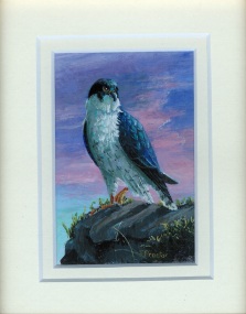 106 Peregrine Falcon by Judy Proctor - Acrylic