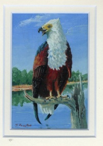 107 Fish Eagle by Judy Proctor - Acrylic
