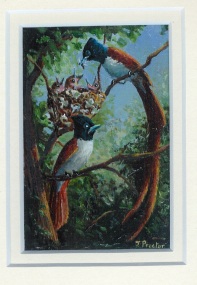 111 Paradise Flycatchers by Judy Proctor - Acrylic