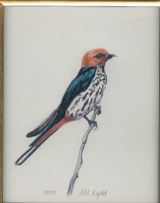 113 Lesser Striped Swallow by Mary Lynn Kydd - Pencil Crayon