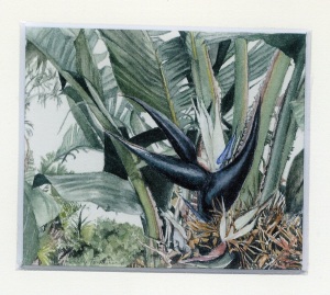 115 Strelitzia by Sally Townshend - Watercolour