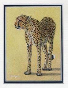 42 Cheetah by Hazel Kruger - Watercolour