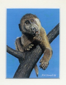 44 Say What? Young Chacma Baboon by Rob Stewart - Oil on Fine Canvas
