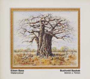 bass-eileen-bushveld-baobab