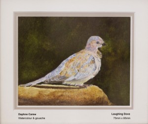 carew-daphne-laughing-dove