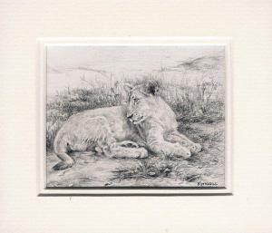 116 Lion Cub by Karen Bell in Pencil