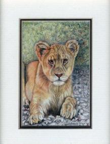 48 Young Lioness by Debra Longfield in Coloured Pencil