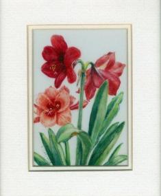 6 Amaryllis by Valerie Christie in Watercolour on Polymin