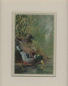 65 Mallard Ducks by Judy Proctor Acrylic