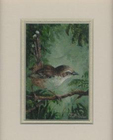 66 Tawny-Flanked Prinia by Judy Proctor in Acrylic
