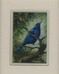 68 Glossy Starling by Judy Proctor in Acrylic