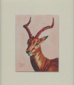 84 Impala by Vivien Budge in Watercolour